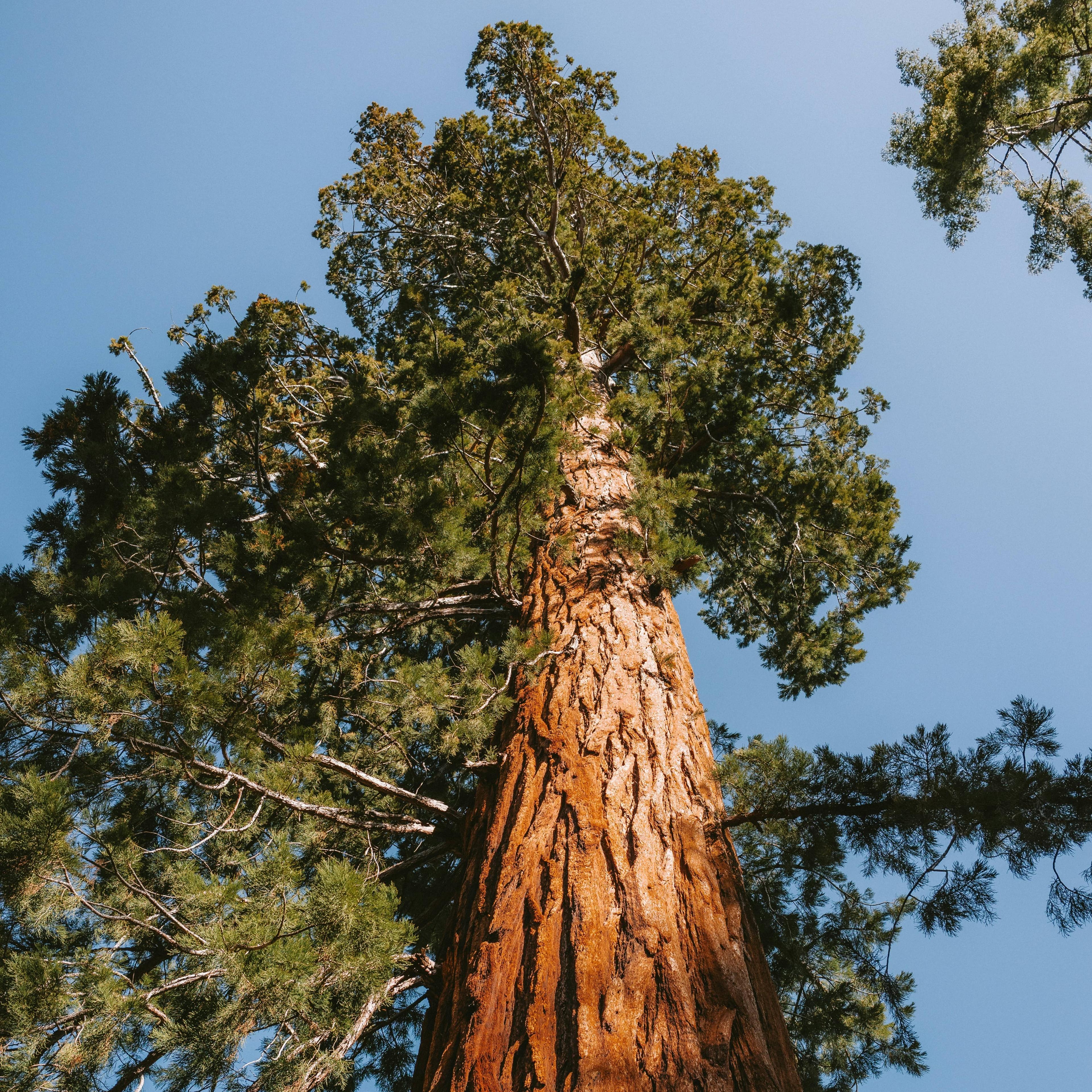Großer Baum mit weit ausladenden Ästen und dichtem grünen Laubwerk in einem Park mit Rasen und anderen Bäumen im Hintergrund.